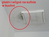 Pleśń